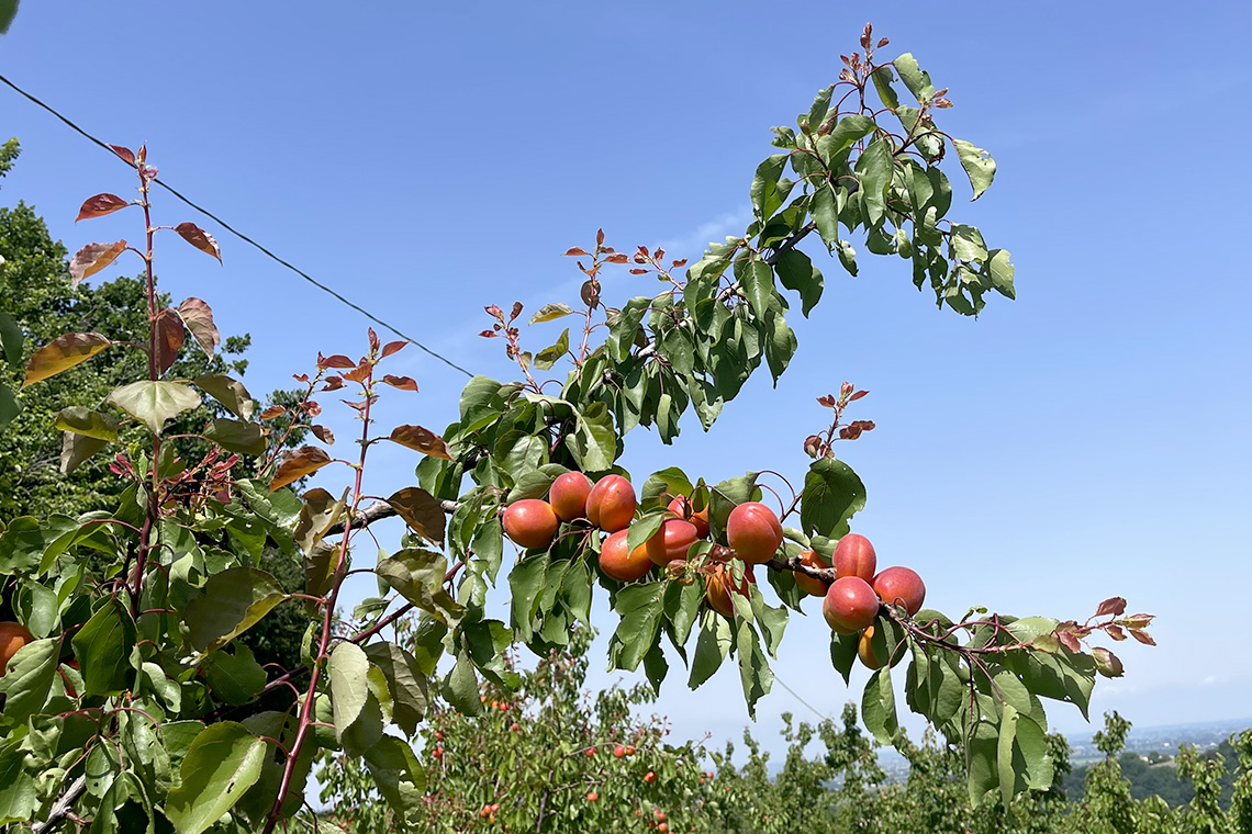 Azienda agricola